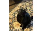 Adopt Daffy a Domestic Shorthair cat in Vancouver, WA (41099195)