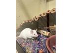 Adopt Sugar a White Mouse / Mouse / Mixed (short coat) small animal in