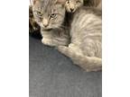 Adopt Cat 2 a Gray or Blue Domestic Shorthair / Domestic Shorthair / Mixed cat