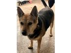 Adopt Callie a Brown/Chocolate Feist / German Shepherd Dog / Mixed dog in PLANO