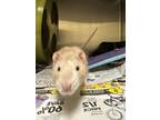 Adopt Harry a Tan or Beige Rat / Rat / Mixed (short coat) small animal in
