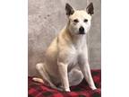 Adopt Aspen a White Jindo / Mixed dog in PLANO, TX (41099094)