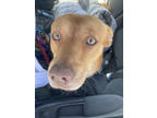 Adopt Bane - IN FOSTER a Brown/Chocolate Mixed Breed (Large) / Mixed dog in