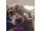 Adopt Nadia a Black - with White Bluetick Coonhound / Mixed dog in Madill