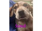 Adopt scout a Red/Golden/Orange/Chestnut - with White Bluetick Coonhound / Mixed