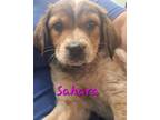 Adopt Sahara a Red/Golden/Orange/Chestnut - with White Bluetick Coonhound /