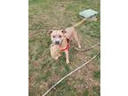 Adopt Stella a Tan/Yellow/Fawn American Pit Bull Terrier / Mixed dog in Hudson