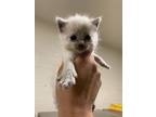 Adopt Peitho QC8 3/25/24 a White Burmese / Domestic Shorthair / Mixed cat in San
