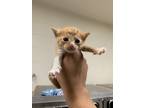 Adopt Rhodos TCR18/19 3/25/24 a Orange or Red Domestic Shorthair / Mixed Breed