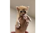 Adopt Erotes TCR11/12 5/8/24 a Orange or Red Domestic Shorthair / Domestic