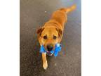 Adopt Wolf a Tan/Yellow/Fawn Rottweiler / Labrador Retriever / Mixed dog in