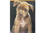 Adopt ZuZu a Red/Golden/Orange/Chestnut Boxer / Black Mouth Cur / Mixed dog in