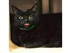 Adopt Molly a All Black Domestic Mediumhair / Mixed (medium coat) cat in