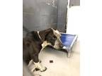 Adopt Starsky a Black Australian Cattle Dog / Bluetick Coonhound / Mixed dog in