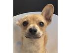 Adopt Molasses a Tan/Yellow/Fawn Mixed Breed (Small) / Mixed dog in Leander