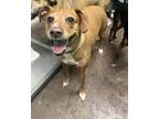 Adopt Violet a Brown/Chocolate Mixed Breed (Medium) / Mixed Breed (Medium) /