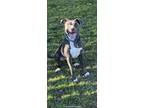 Adopt Dallas a Gray/Blue/Silver/Salt & Pepper American Pit Bull Terrier /