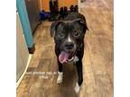 Adopt Zena a Black Mixed Breed (Large) / Mixed dog in Owosso, MI (41098420)