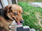 Adopt Indy a Red/Golden/Orange/Chestnut Husky / Mixed dog in Sylva