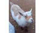 Adopt Pita a Goat farm-type animal in Palmdale, CA (41086045)