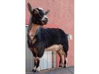 Adopt Minnie a Goat farm-type animal in Palmdale, CA (41086049)
