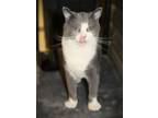 Adopt Mick a Gray, Blue or Silver Tabby Domestic Shorthair cat in Johnstown