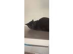 Adopt Bumble a All Black Oriental / Domestic Shorthair / Mixed cat in Atlanta