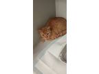 Adopt Wilma a Orange or Red Domestic Shorthair / Mixed Breed (Medium) / Mixed