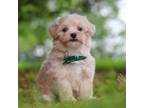 Maltipoo Puppy for sale in Baltic, OH, USA