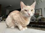 Adopt Melon - Available In Foster a Tan or Fawn Domestic Shorthair / Domestic