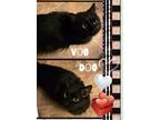 Adopt Voo Doo a All Black Maine Coon (long coat) cat in Harrisburg