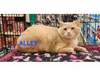 Adopt Alley a Tan or Fawn Domestic Shorthair (short coat) cat in Irwin