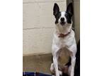 Adopt Nettle a White Jack Russell Terrier / Mixed Breed (Medium) / Mixed (short