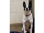 Adopt Nettle a White Jack Russell Terrier / Mixed dog in Winchester