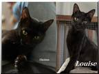 Adopt Thelma & Louise a All Black Domestic Shorthair (short coat) cat in Duette