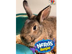 Adopt Nerds Rope a Chocolate American / American / Mixed rabbit in Grand Island