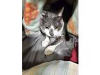Adopt Arat a Gray or Blue Domestic Shorthair / Domestic Shorthair / Mixed cat in