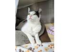 Adopt Isabelle a White Domestic Shorthair / Mixed Breed (Medium) / Mixed (short