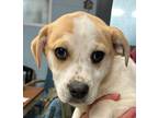 Adopt Wickham a Tan/Yellow/Fawn Mixed Breed (Large) / Mixed dog in Wooster