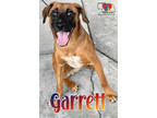 Adopt Garrett a Brown/Chocolate Belgian Malinois / Boxer / Mixed dog in Grand