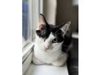 Adopt Priscilla a White (Mostly) Domestic Shorthair cat in Wake Forest