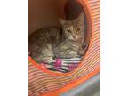 Adopt Mia a Spotted Tabby/Leopard Spotted Domestic Shorthair / Mixed cat in St