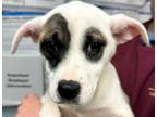 Adopt Jane a White Mixed Breed (Large) / Mixed dog in Wooster, OH (41096958)