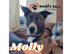 Adopt Molly (Courtesy Post) a Brindle Husky / American Pit Bull Terrier dog in