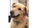 Adopt Millie a Golden Retriever / Mixed Breed (Medium) dog in Louisville