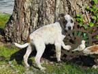 Adopt SPECKLES a White - with Red, Golden, Orange or Chestnut Australian Cattle