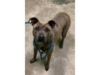 Adopt Abigail a Brown/Chocolate Mixed Breed (Medium) / Mixed dog in Green Cove