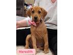 Adopt Meredith a Tan/Yellow/Fawn - with White American Pit Bull Terrier / Mixed