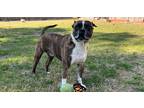 Adopt Prince Arthur- 4014GA a Brindle - with White Boston Terrier / Boxer dog in