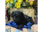 Poodle (Toy) Puppy for sale in Alexandria, LA, USA